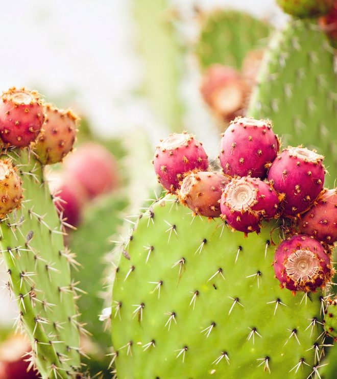 Why Eat Prickly Pear Cactus?